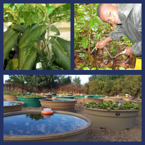 Top Left: A plant growing, Top Right: Student watering plants, Bottom: Growth Pools