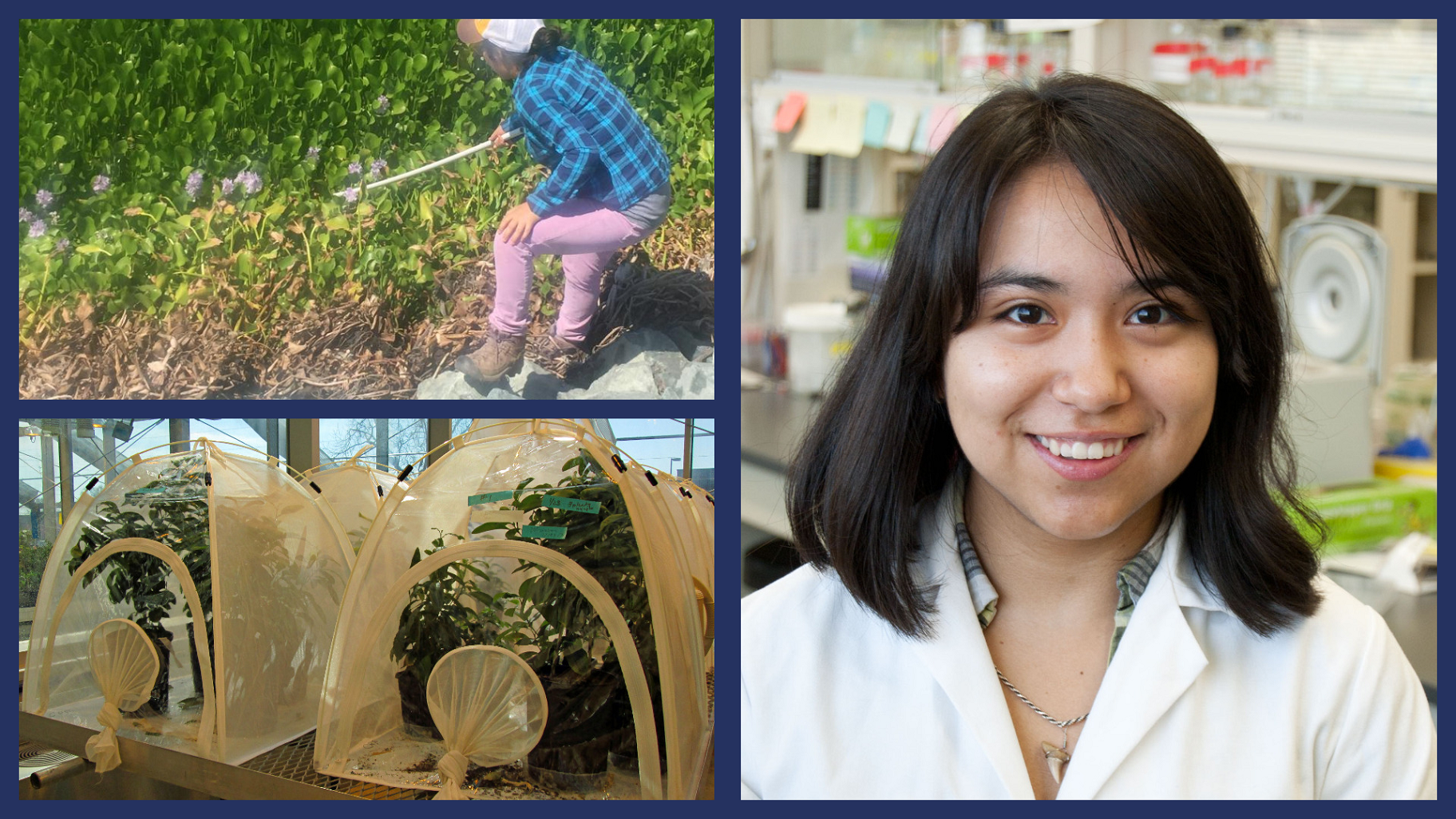 Three Images: Top Left, Spraying Plants. Bottom Left, Contained Plants. Right, Jessica Franco in Lab