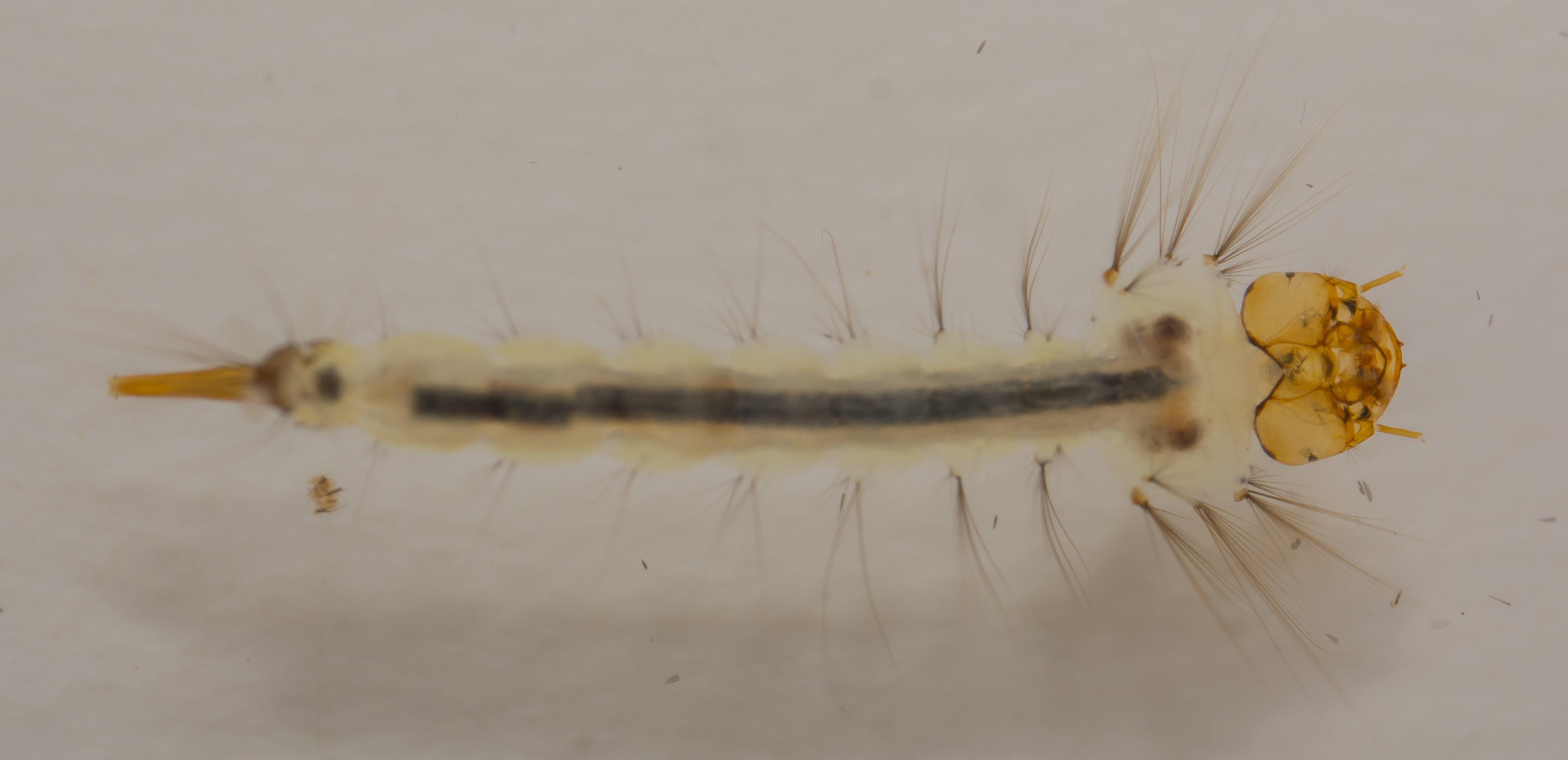 Culex quinquefasciatus larvae