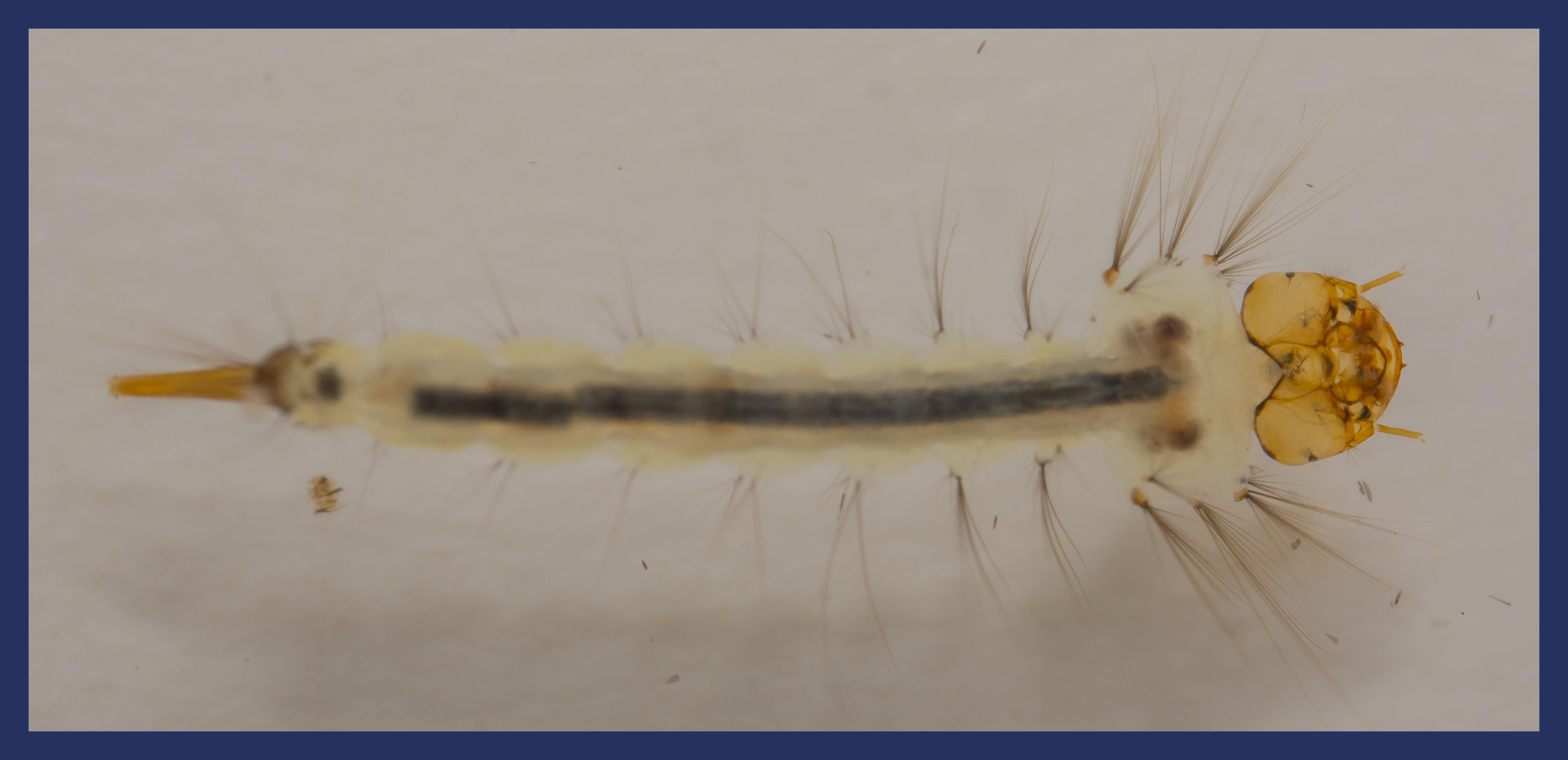 Culex quinquefasciatus larvae