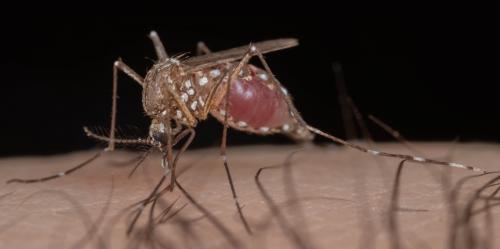 Aedes aegypti mosquito taking a blood meal